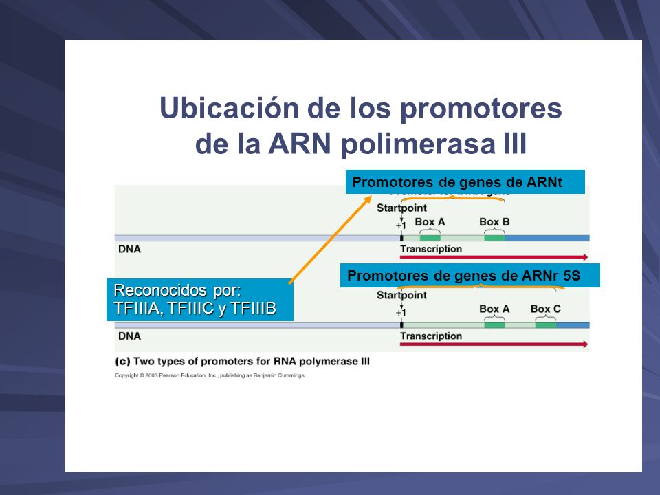 Ubicación de los promotores de la ARN polimerasa III
