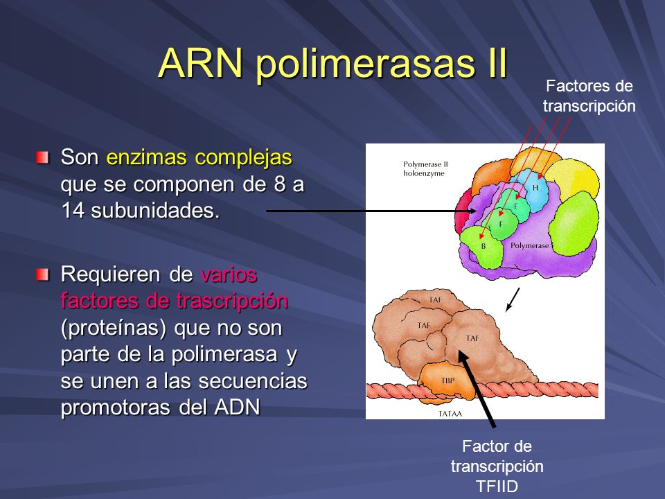 ARN polimerasas II Factores de transcripción. Son enzimas complejas que se componen de 8 a 14 subunidades.