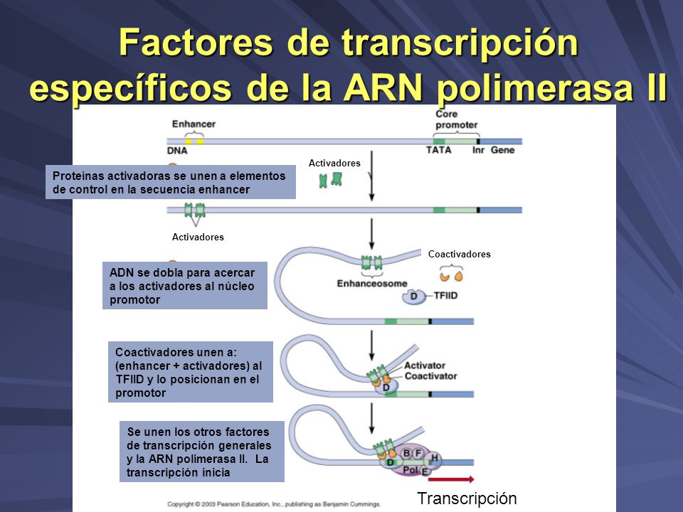 Factores de transcripción específicos de la ARN polimerasa II