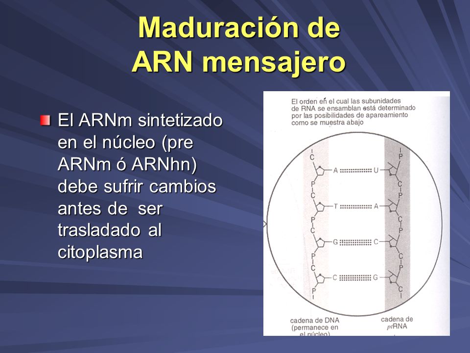 Maduración de ARN mensajero