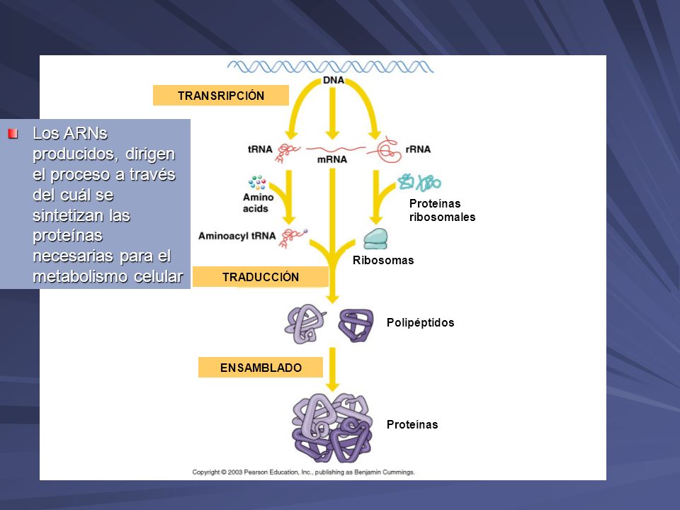 TRANSRIPCIÓN Los ARNs producidos, dirigen el proceso a través del cuál se sintetizan las proteínas necesarias para el metabolismo celular.