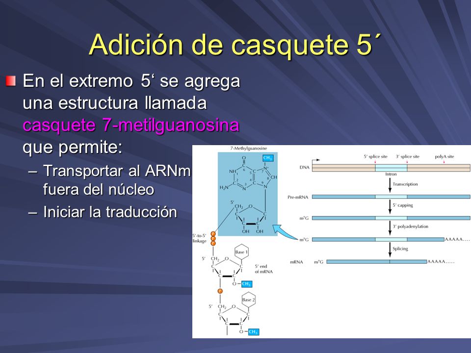Adición de casquete 5´ En el extremo 5‘ se agrega una estructura llamada casquete 7-metilguanosina que permite:
