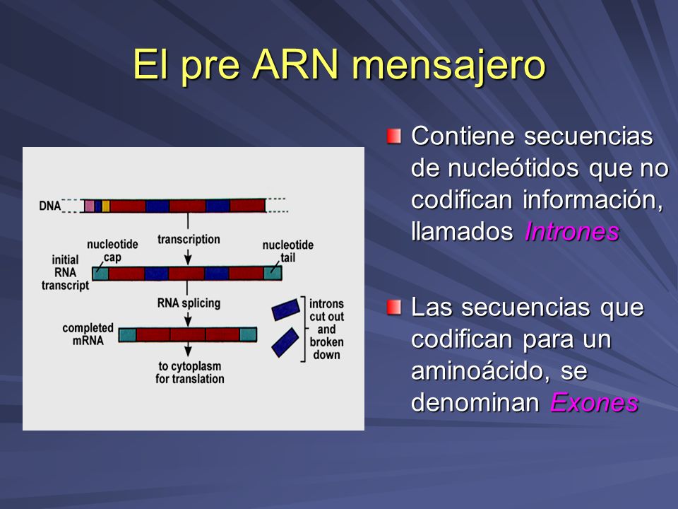 El pre ARN mensajero Contiene secuencias de nucleótidos que no codifican información, llamados Intrones.