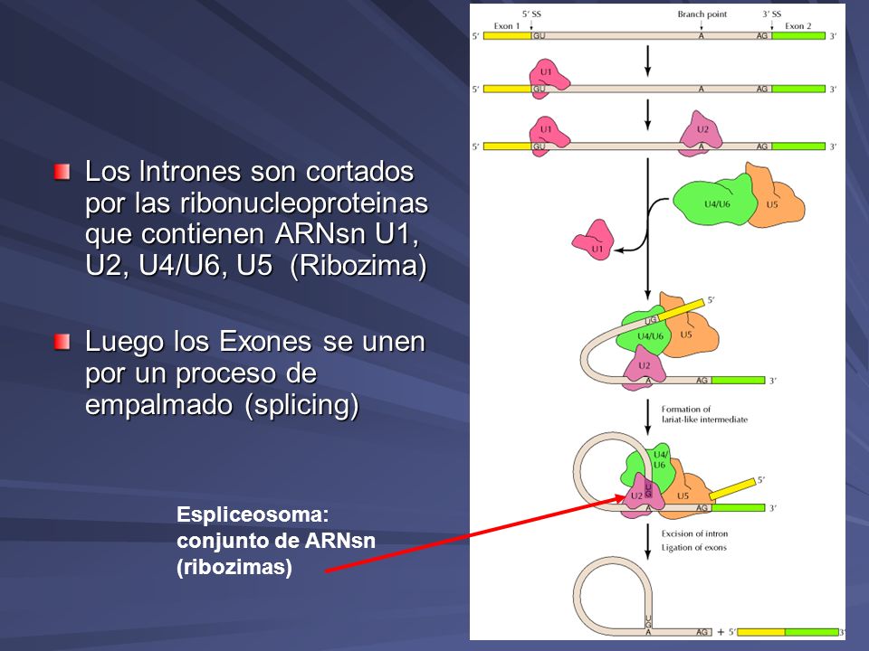 Luego los Exones se unen por un proceso de empalmado (splicing)