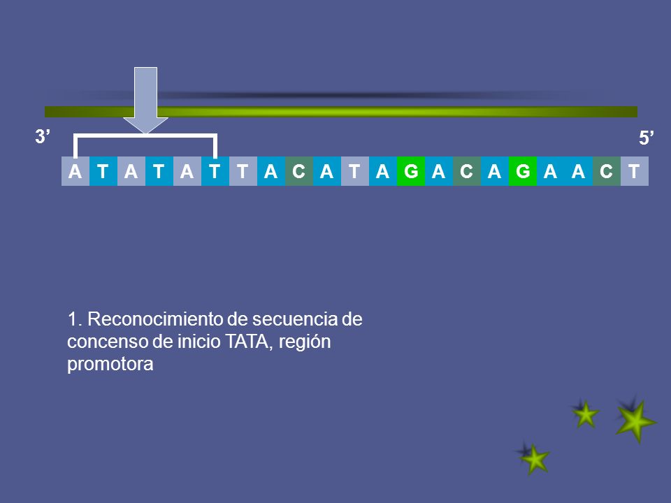 3’ 5’ T. A. G. C. A. T. T. A. C. C.