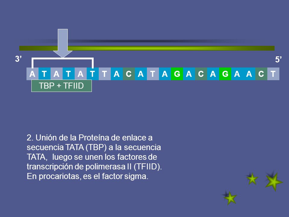 3’ 5’ T. A. G. C. A. T. T. A. C. C. TBP + TFIID.