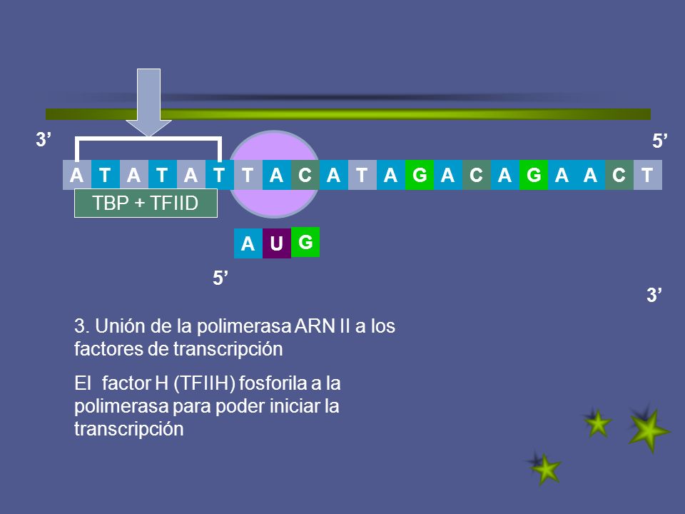 3’ 5’ T. A. G. C. A. T. T. A. C. C. TBP + TFIID. A. U. G. 5’ 3’ 3. Unión de la polimerasa ARN II a los factores de transcripción.
