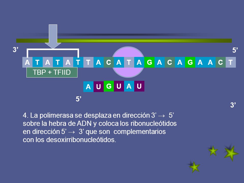 3’ 5’ T. A. G. C. A. T. T. A. C. C. TBP + TFIID. G. U. A. U. A. U. 5’