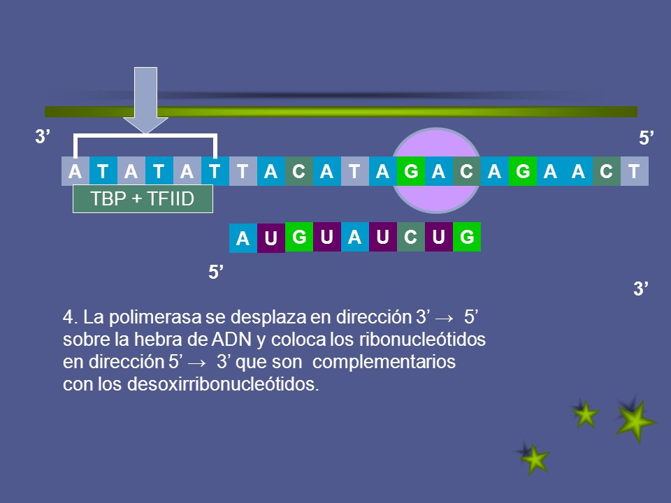 3’ 5’ T. A. G. C. A. T. T. A. C. C. TBP + TFIID. G. U. A. U. A. U. C. U. G. 5’