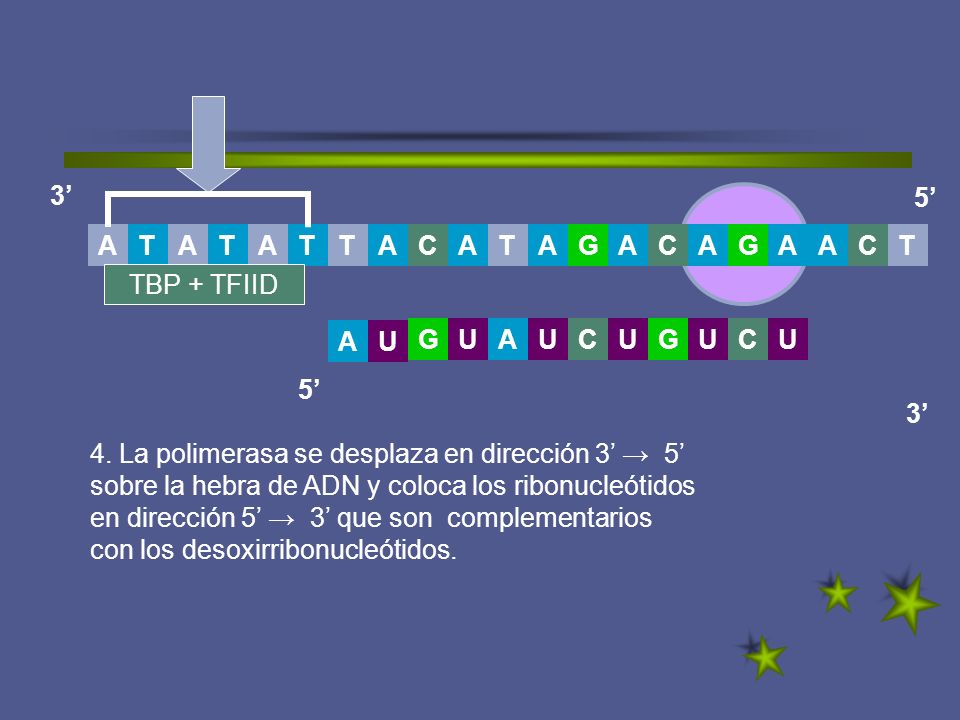 3’ 5’ T. A. G. C. A. T. T. A. C. C. TBP + TFIID. G. U. A. U. A. U. C. U. G. U.