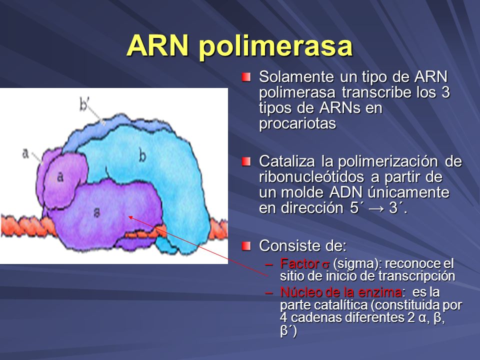 ARN polimerasa Solamente un tipo de ARN polimerasa transcribe los 3 tipos de ARNs en procariotas.