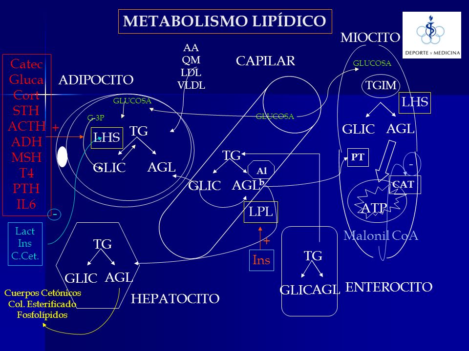 METABOLISMO LIPÍDICO MIOCITO CAPILAR Catec Gluca Cort ADIPOCITO STH