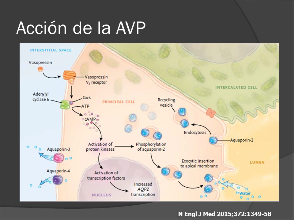 Acción de la AVP N Engl J Med 2015;372: