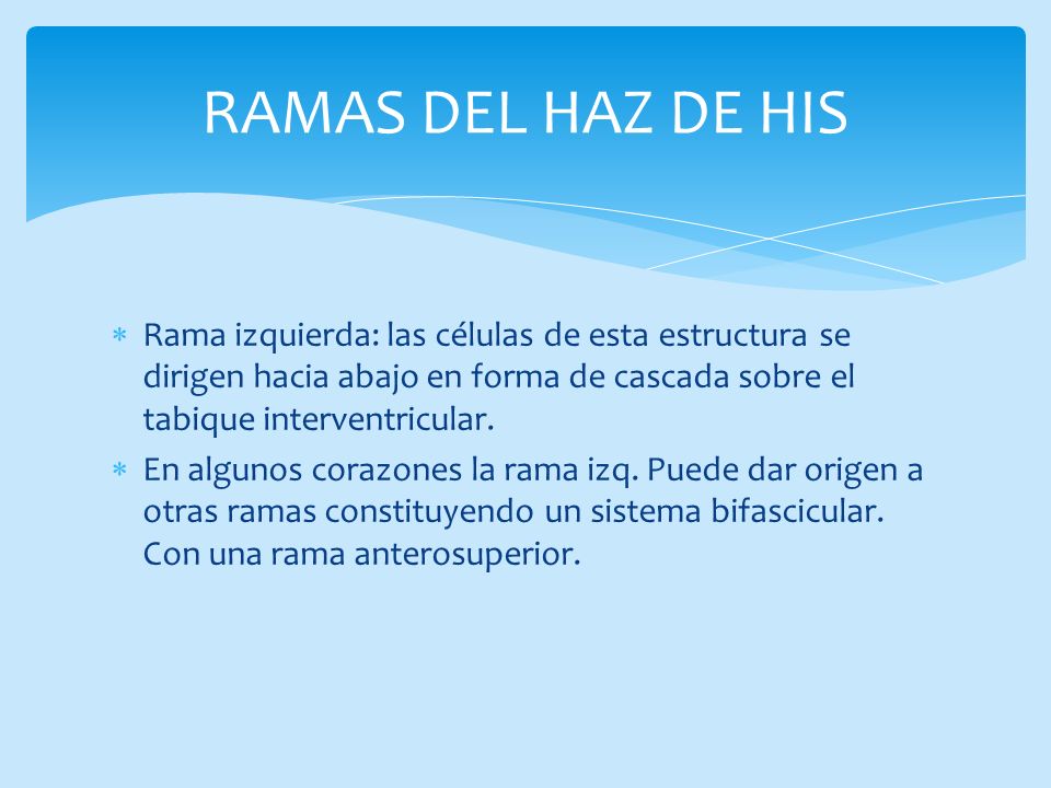 RAMAS DEL HAZ DE HIS Rama izquierda: las células de esta estructura se dirigen hacia abajo en forma de cascada sobre el tabique interventricular.