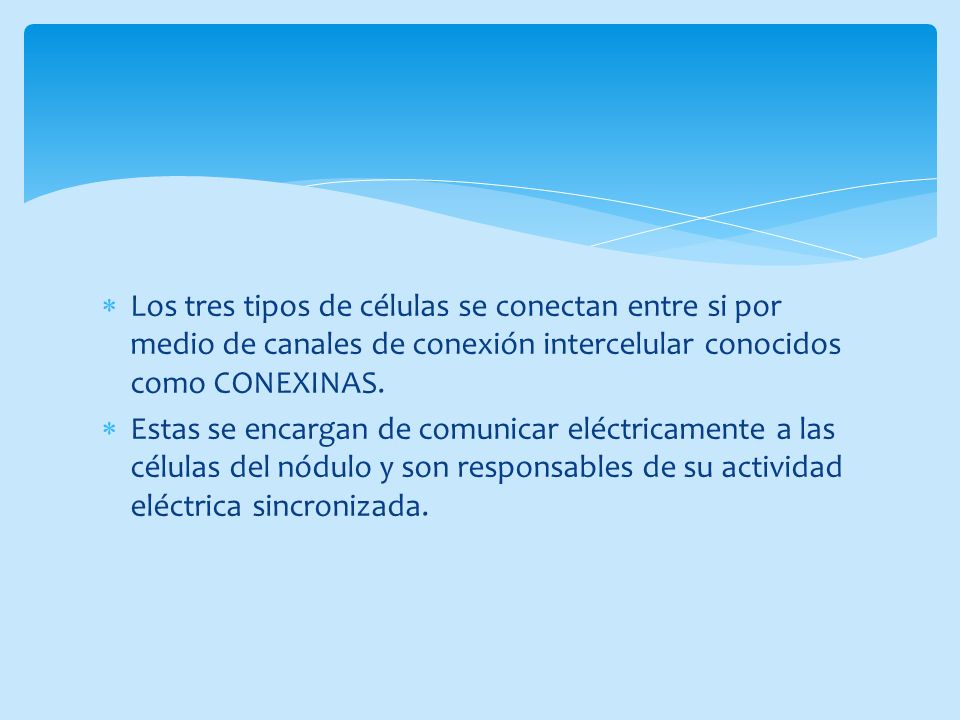 Los tres tipos de células se conectan entre si por medio de canales de conexión intercelular conocidos como CONEXINAS.