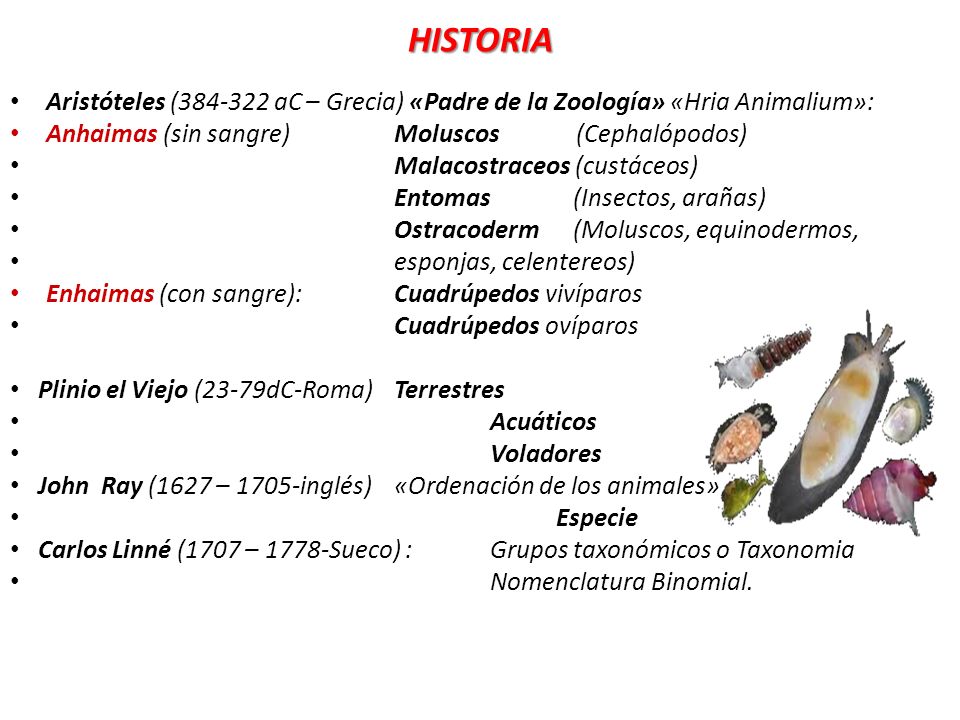 HISTORIA Aristóteles ( aC – Grecia) «Padre de la Zoología» «Hria Animalium»: