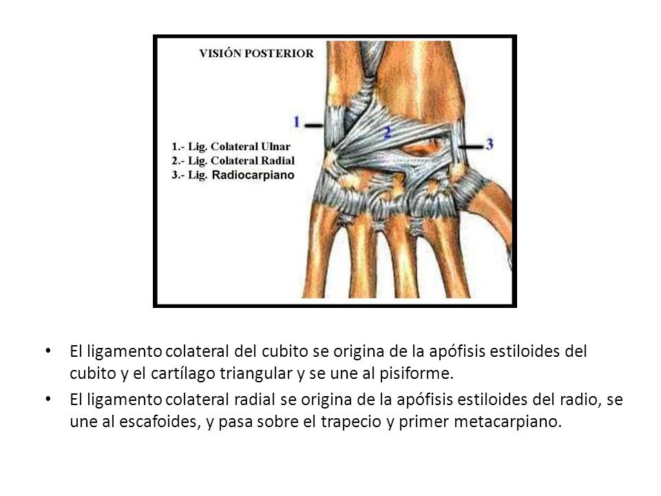 El ligamento colateral del cubito se origina de la apófisis estiloides del cubito y el cartílago triangular y se une al pisiforme.