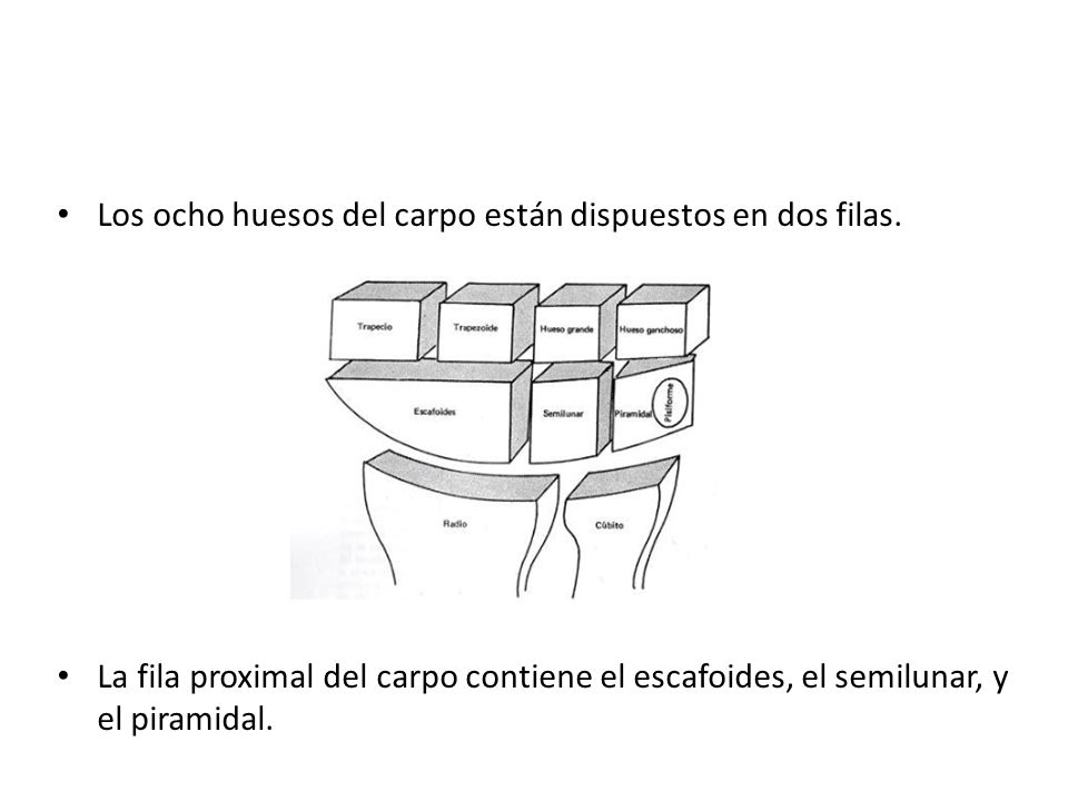 Los ocho huesos del carpo están dispuestos en dos filas.