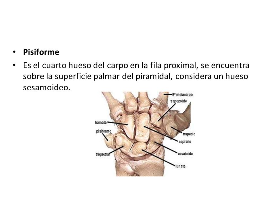 Pisiforme Es el cuarto hueso del carpo en la fila proximal, se encuentra sobre la superficie palmar del piramidal, considera un hueso sesamoideo.