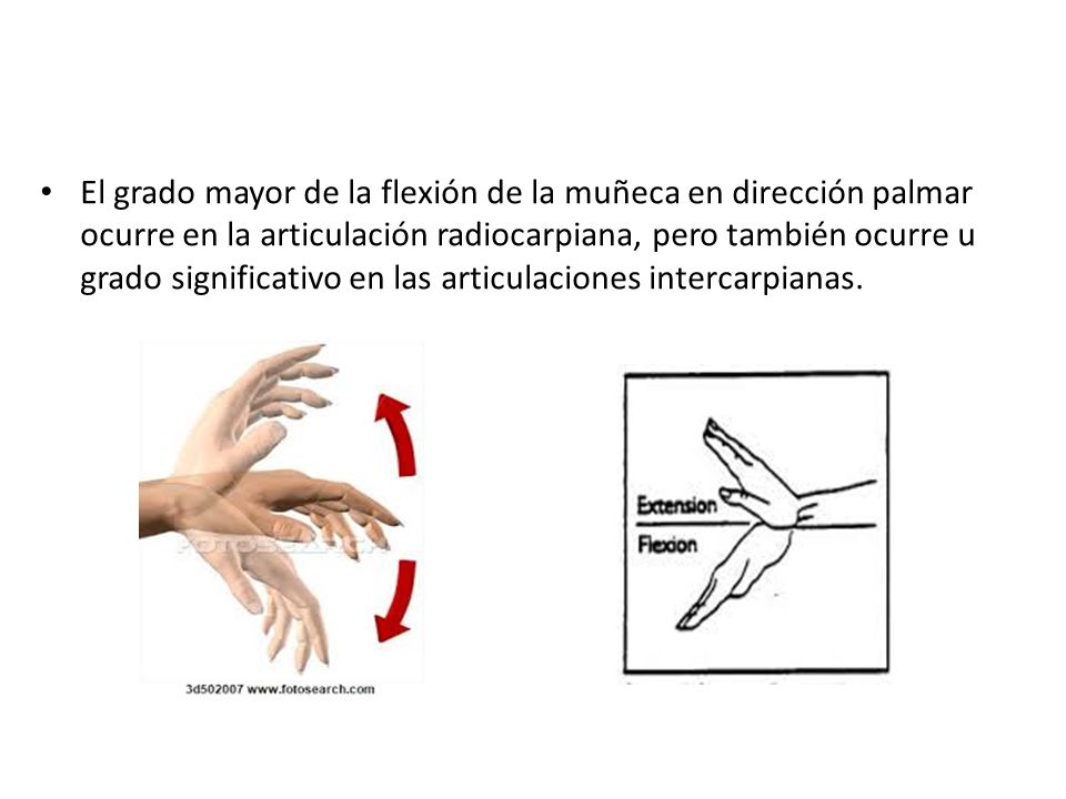 El grado mayor de la flexión de la muñeca en dirección palmar ocurre en la articulación radiocarpiana, pero también ocurre u grado significativo en las articulaciones intercarpianas.