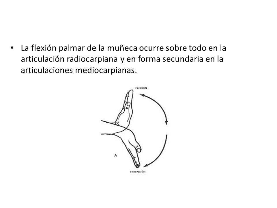 La flexión palmar de la muñeca ocurre sobre todo en la articulación radiocarpiana y en forma secundaria en la articulaciones mediocarpianas.