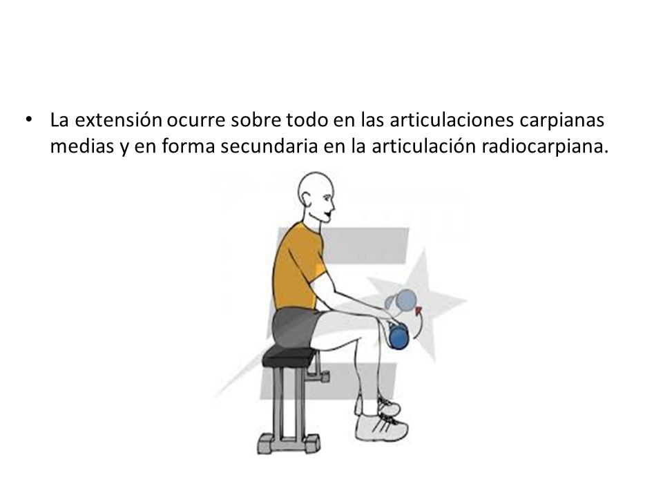 La extensión ocurre sobre todo en las articulaciones carpianas medias y en forma secundaria en la articulación radiocarpiana.