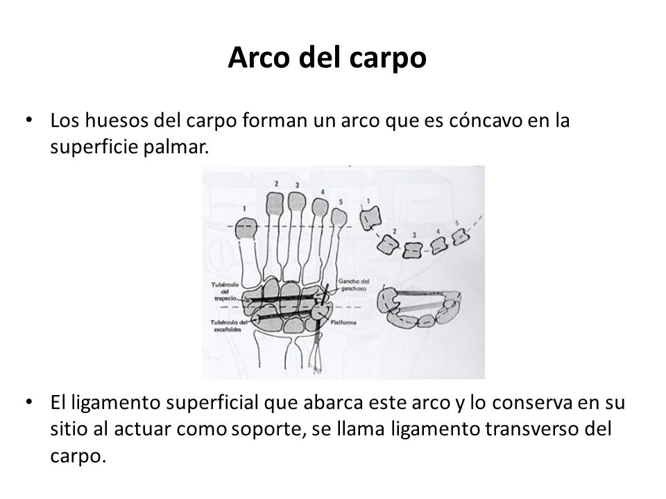 Arco del carpo Los huesos del carpo forman un arco que es cóncavo en la superficie palmar.