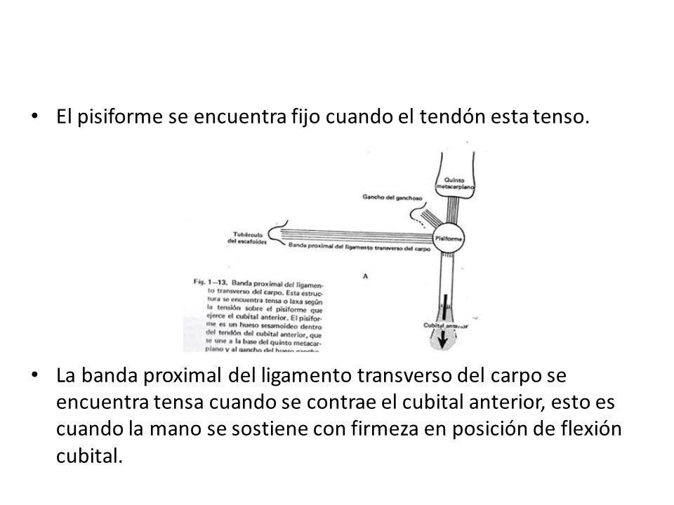 El pisiforme se encuentra fijo cuando el tendón esta tenso.
