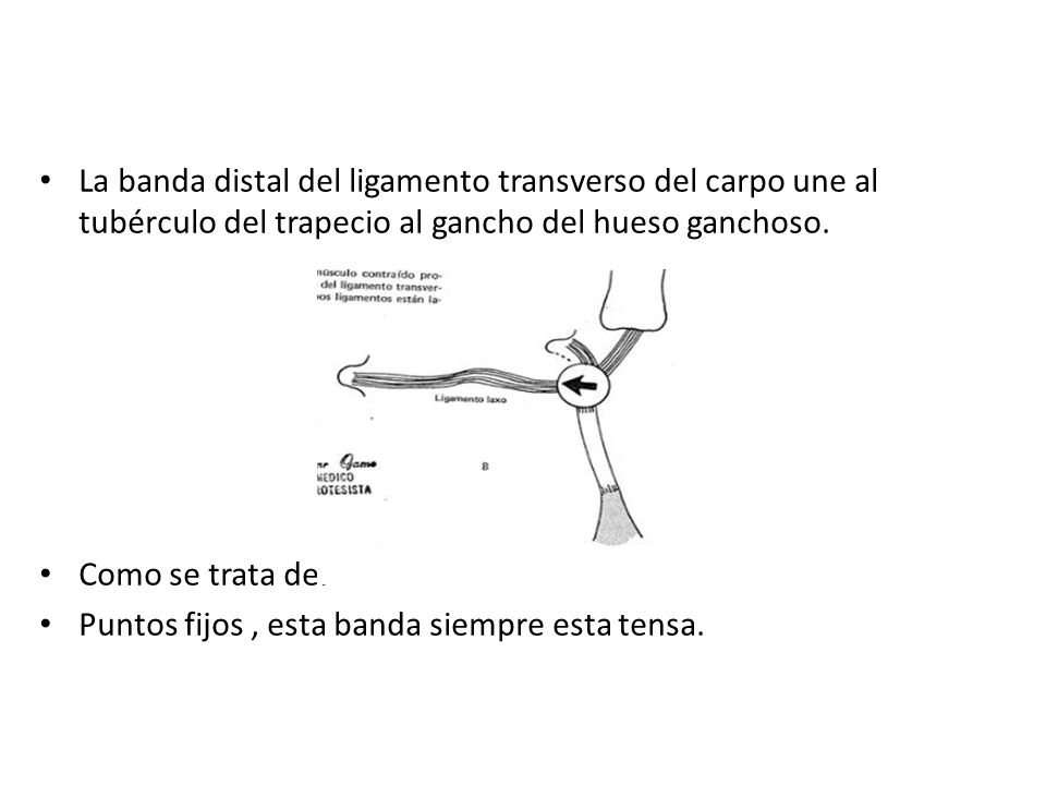 La banda distal del ligamento transverso del carpo une al tubérculo del trapecio al gancho del hueso ganchoso.