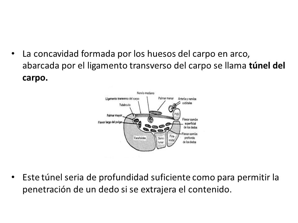 La concavidad formada por los huesos del carpo en arco, abarcada por el ligamento transverso del carpo se llama túnel del carpo.