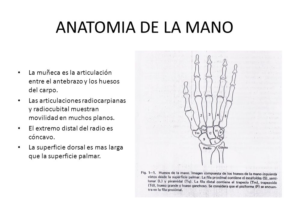 ANATOMIA DE LA MANO La muñeca es la articulación entre el antebrazo y los huesos del carpo.