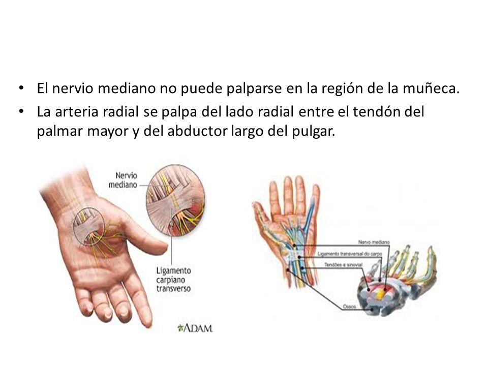 El nervio mediano no puede palparse en la región de la muñeca.