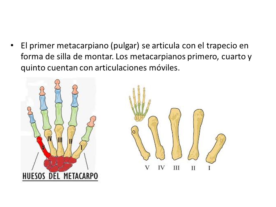 El primer metacarpiano (pulgar) se articula con el trapecio en forma de silla de montar.