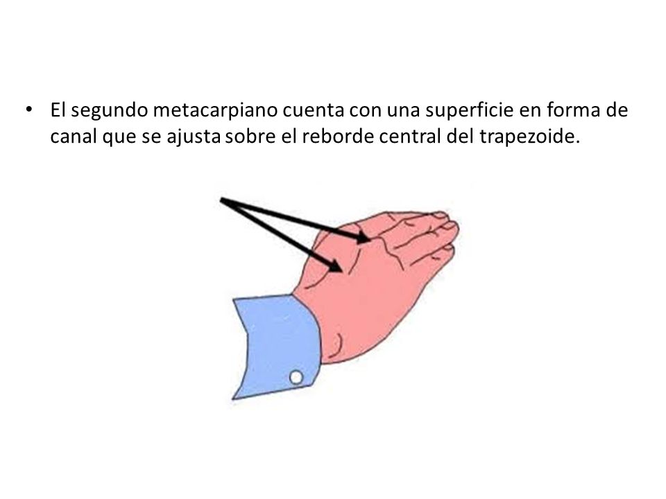 El segundo metacarpiano cuenta con una superficie en forma de canal que se ajusta sobre el reborde central del trapezoide.