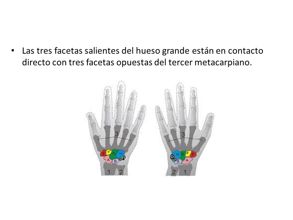 Las tres facetas salientes del hueso grande están en contacto directo con tres facetas opuestas del tercer metacarpiano.