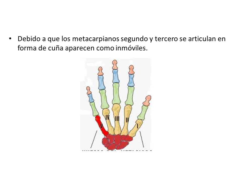 Debido a que los metacarpianos segundo y tercero se articulan en forma de cuña aparecen como inmóviles.