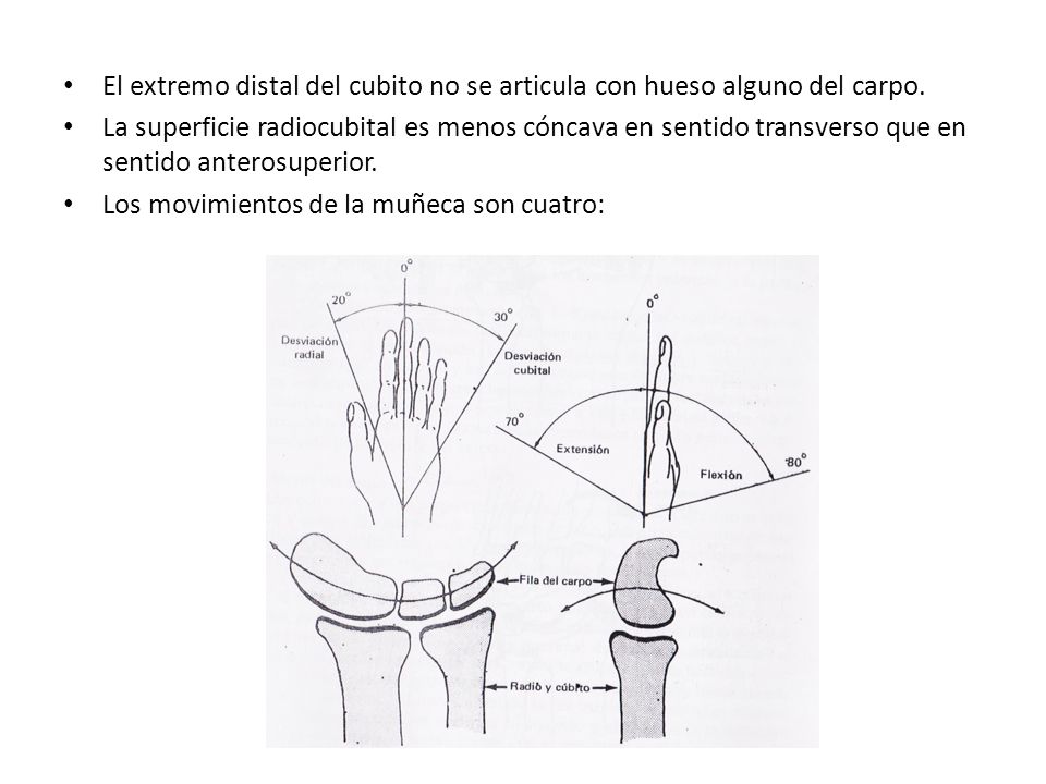 El extremo distal del cubito no se articula con hueso alguno del carpo.