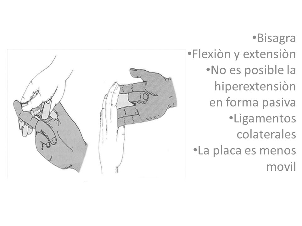 Bisagra Flexiòn y extensiòn. No es posible la. hiperextensiòn. en forma pasiva. Ligamentos. colaterales.