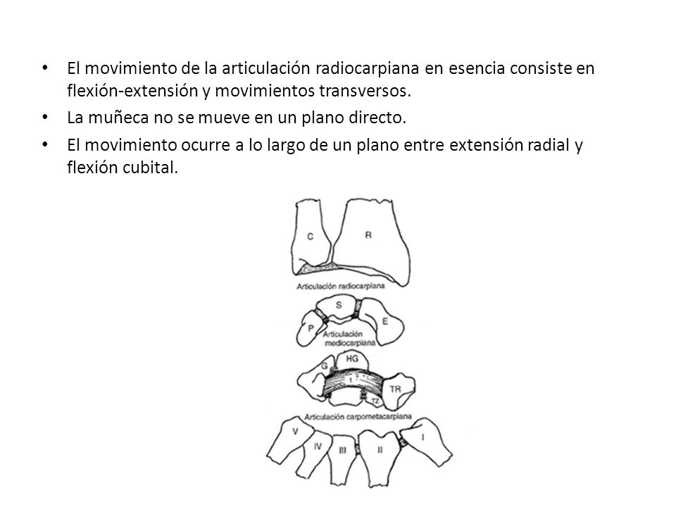El movimiento de la articulación radiocarpiana en esencia consiste en flexión-extensión y movimientos transversos.