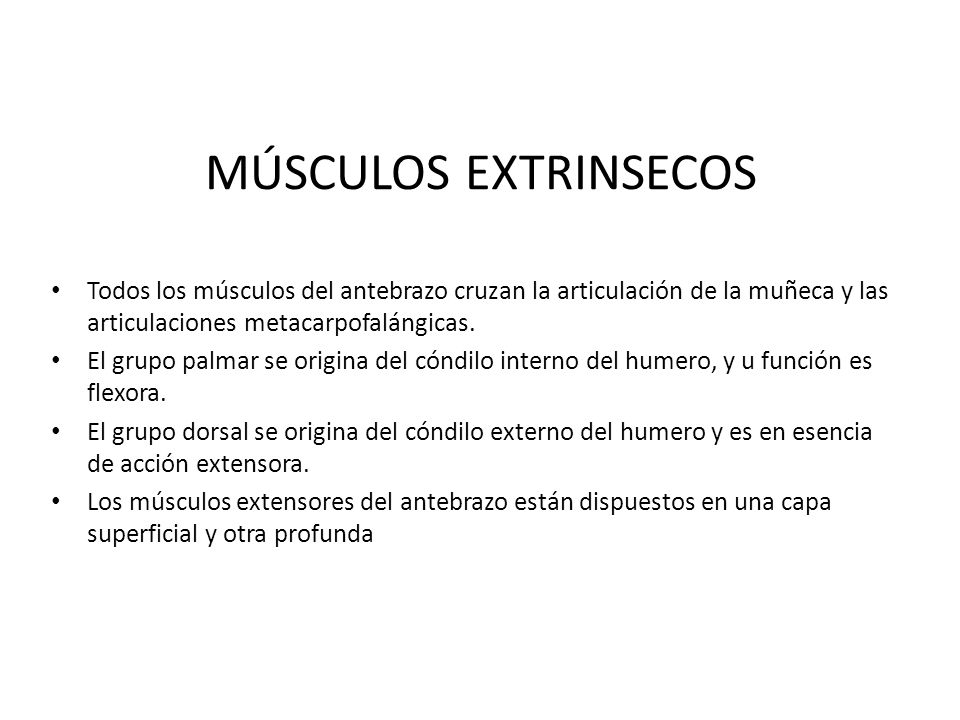 MÚSCULOS EXTRINSECOS Todos los músculos del antebrazo cruzan la articulación de la muñeca y las articulaciones metacarpofalángicas.