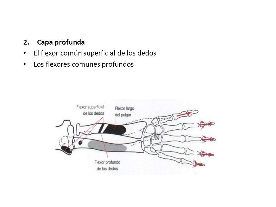 Capa profunda El flexor común superficial de los dedos Los flexores comunes profundos