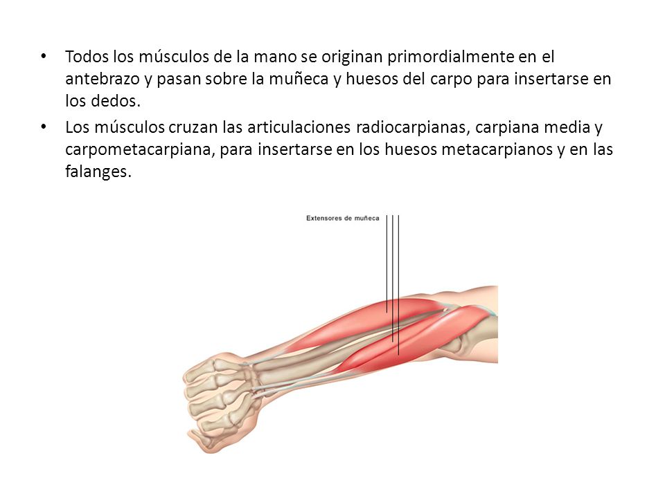 Todos los músculos de la mano se originan primordialmente en el antebrazo y pasan sobre la muñeca y huesos del carpo para insertarse en los dedos.