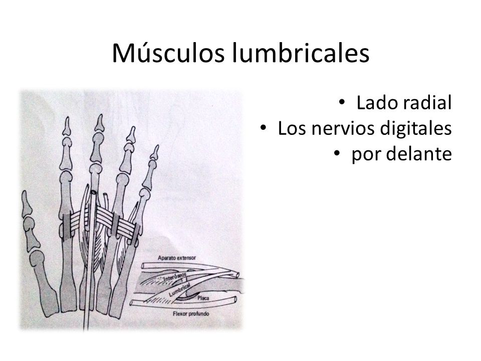 Músculos lumbricales Lado radial Los nervios digitales por delante