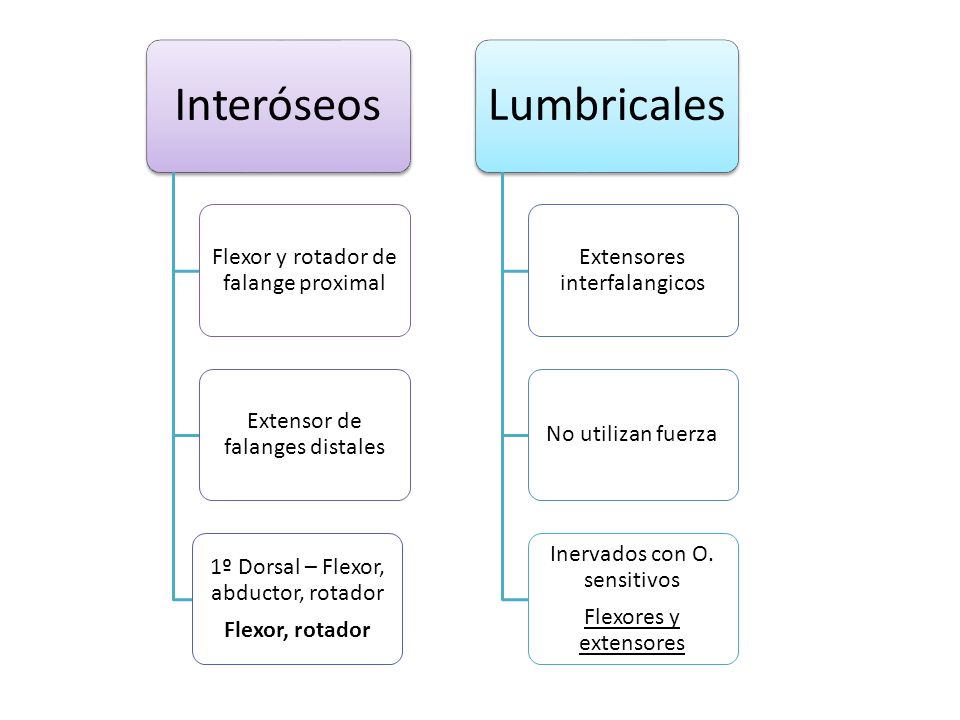 Flexor y rotador de falange proximal Extensor de falanges distales