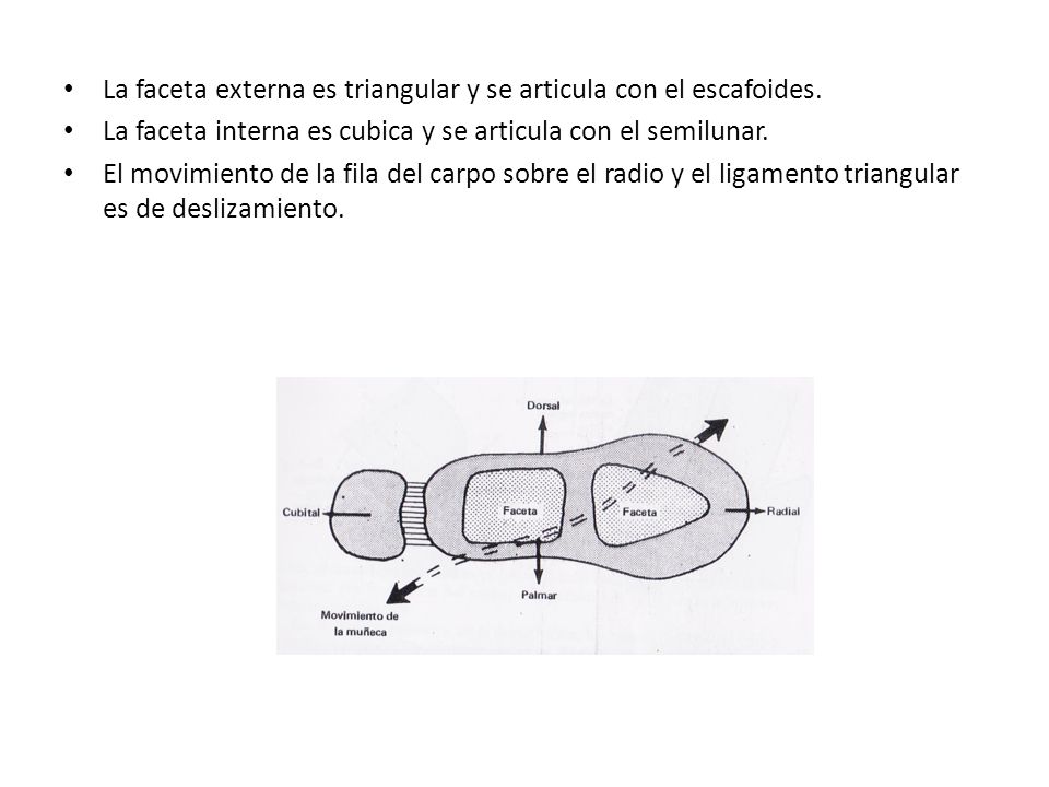 La faceta externa es triangular y se articula con el escafoides.