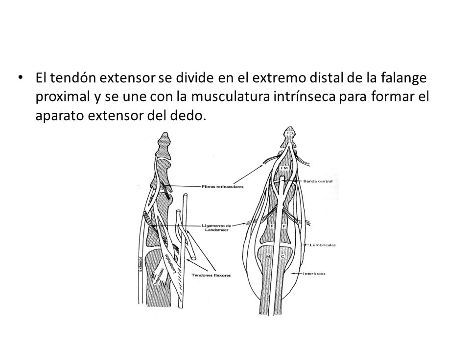 El tendón extensor se divide en el extremo distal de la falange proximal y se une con la musculatura intrínseca para formar el aparato extensor del dedo.