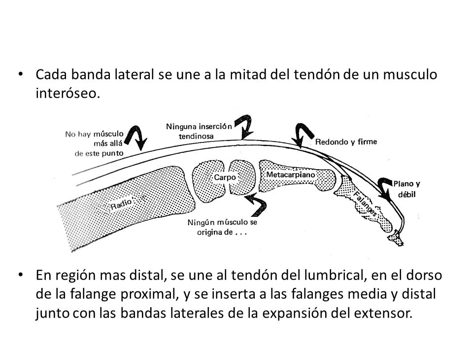 Cada banda lateral se une a la mitad del tendón de un musculo interóseo.