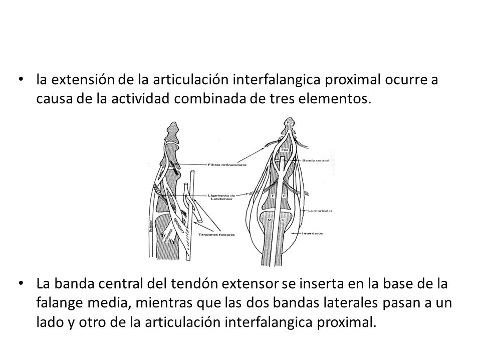 la extensión de la articulación interfalangica proximal ocurre a causa de la actividad combinada de tres elementos.