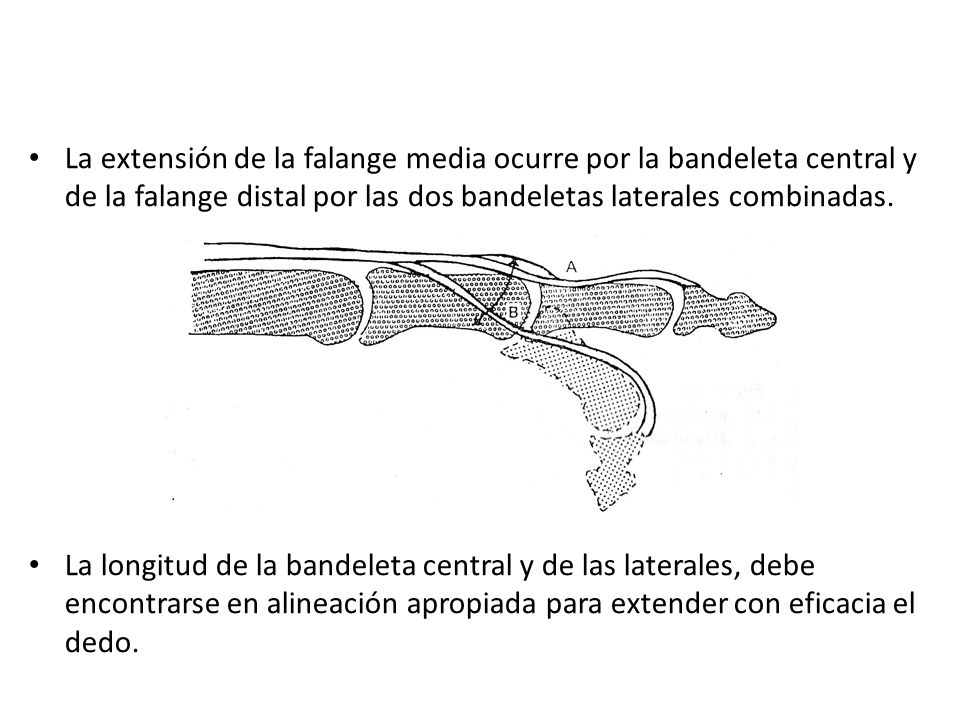 La extensión de la falange media ocurre por la bandeleta central y de la falange distal por las dos bandeletas laterales combinadas.