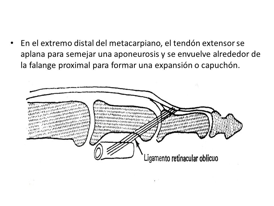 En el extremo distal del metacarpiano, el tendón extensor se aplana para semejar una aponeurosis y se envuelve alrededor de la falange proximal para formar una expansión o capuchón.